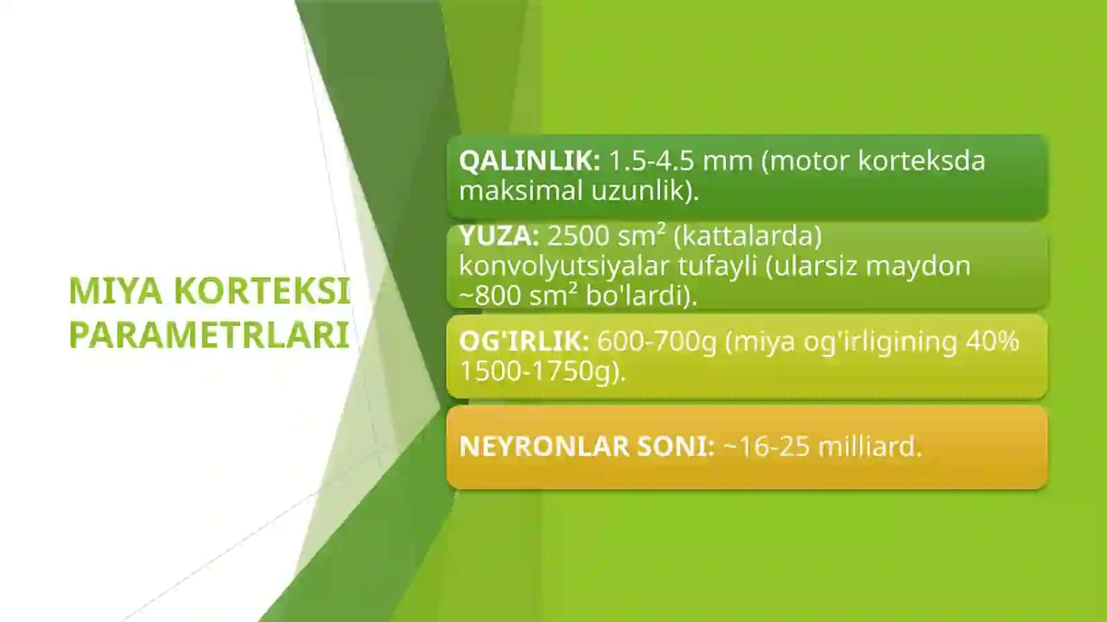 Miya yarimsharlari po'stlog'i 3