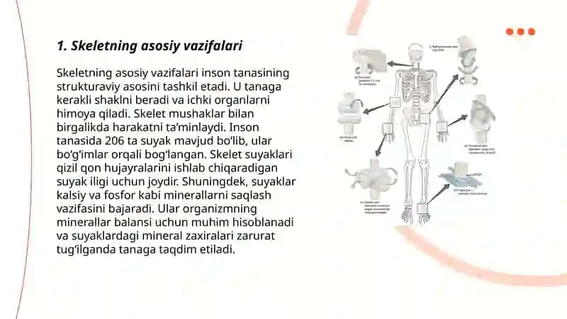 Skelet haqida umumiy tushuncha 3