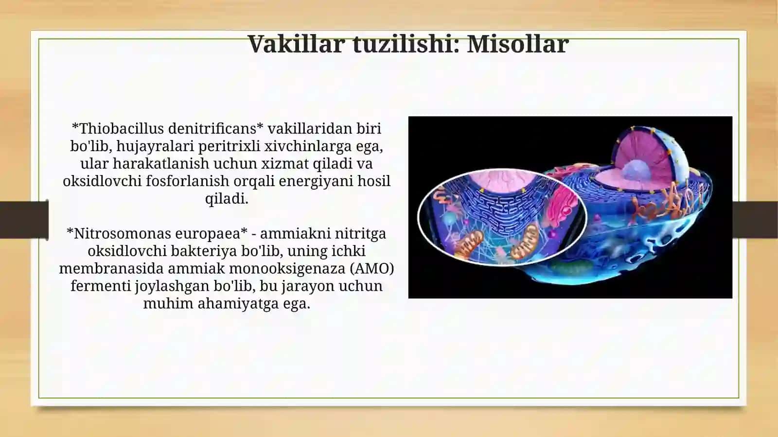 Litatrof bakteryalar. Umumiy tasnifi. Vakillari tuzilishi 3