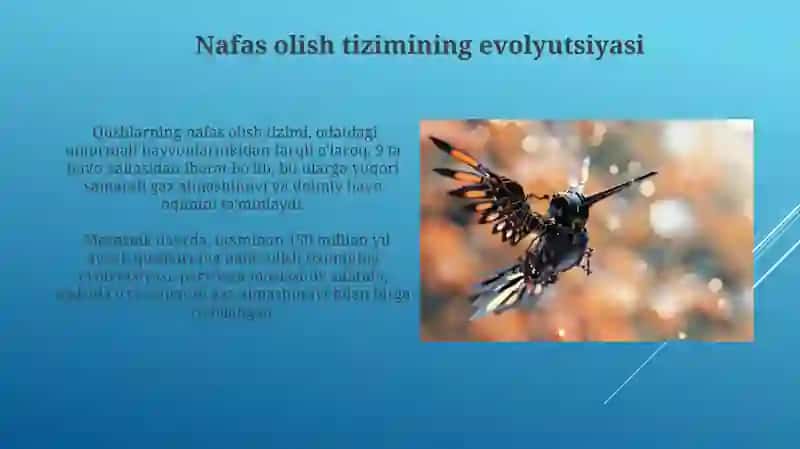 Qushlar evolutsiyasi 3