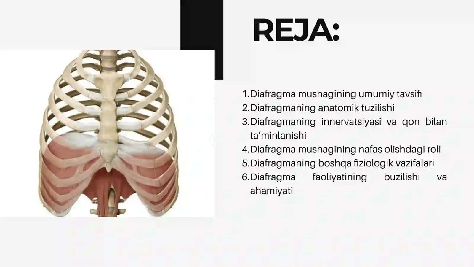 Diafragma mushaklari fiziologiyasi 3