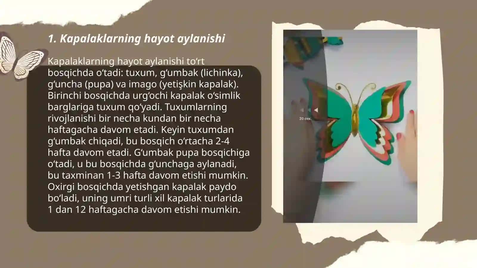 Kapalak qurti.Kapalaklar yashash metodikasi 3