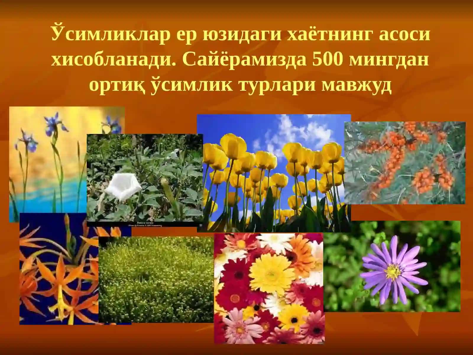 Ўсимлик ва ҳайвонларни муҳофаза қилиш 3
