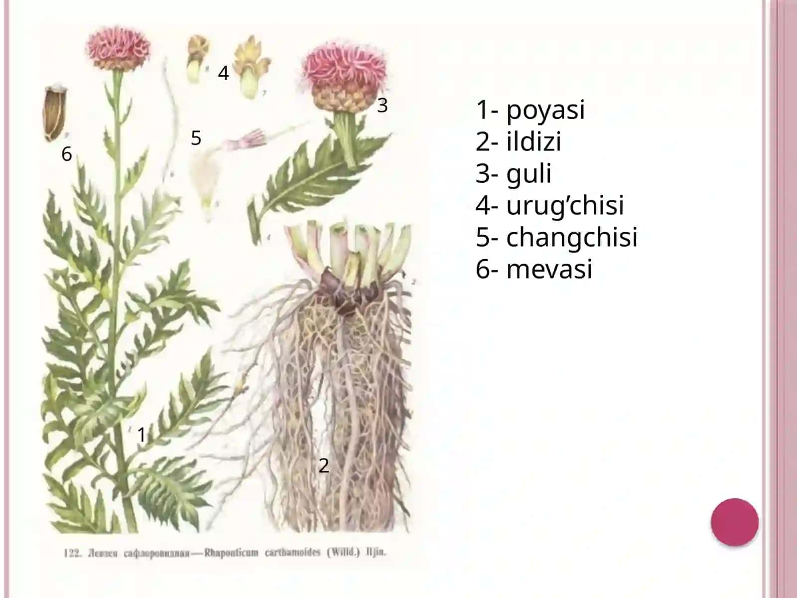 Lavzeya o’simligining dorivor xususiyatlari 3