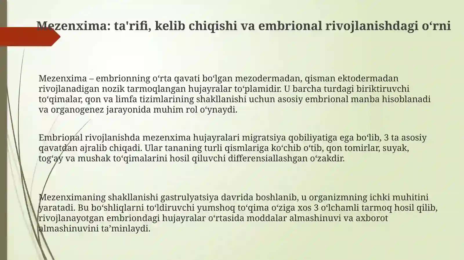 Mezenximaning tuzilishi va ahamiyati 3