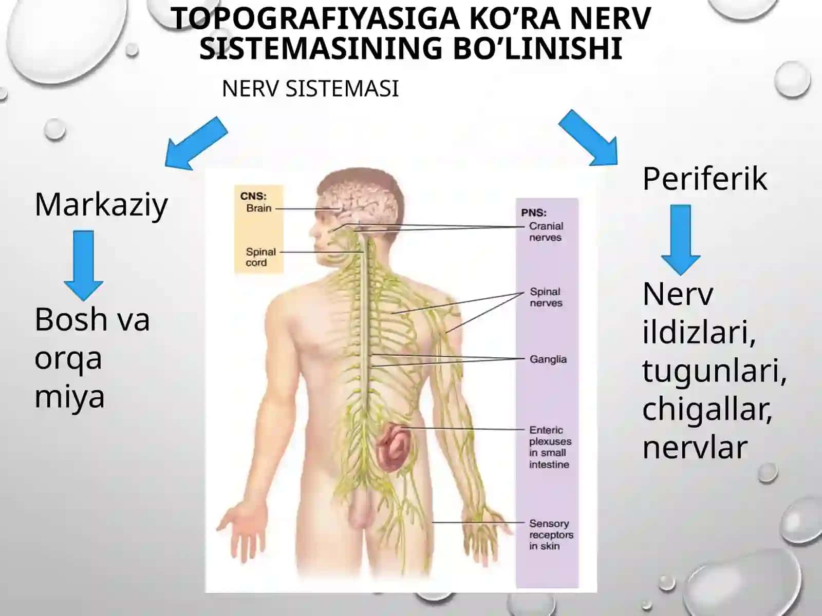 ORQA MIYANING REFLEKTOR VA O’TKAZUVCHI YO’L FAOLIYATI, TEKSHIRISH USULLARI 3