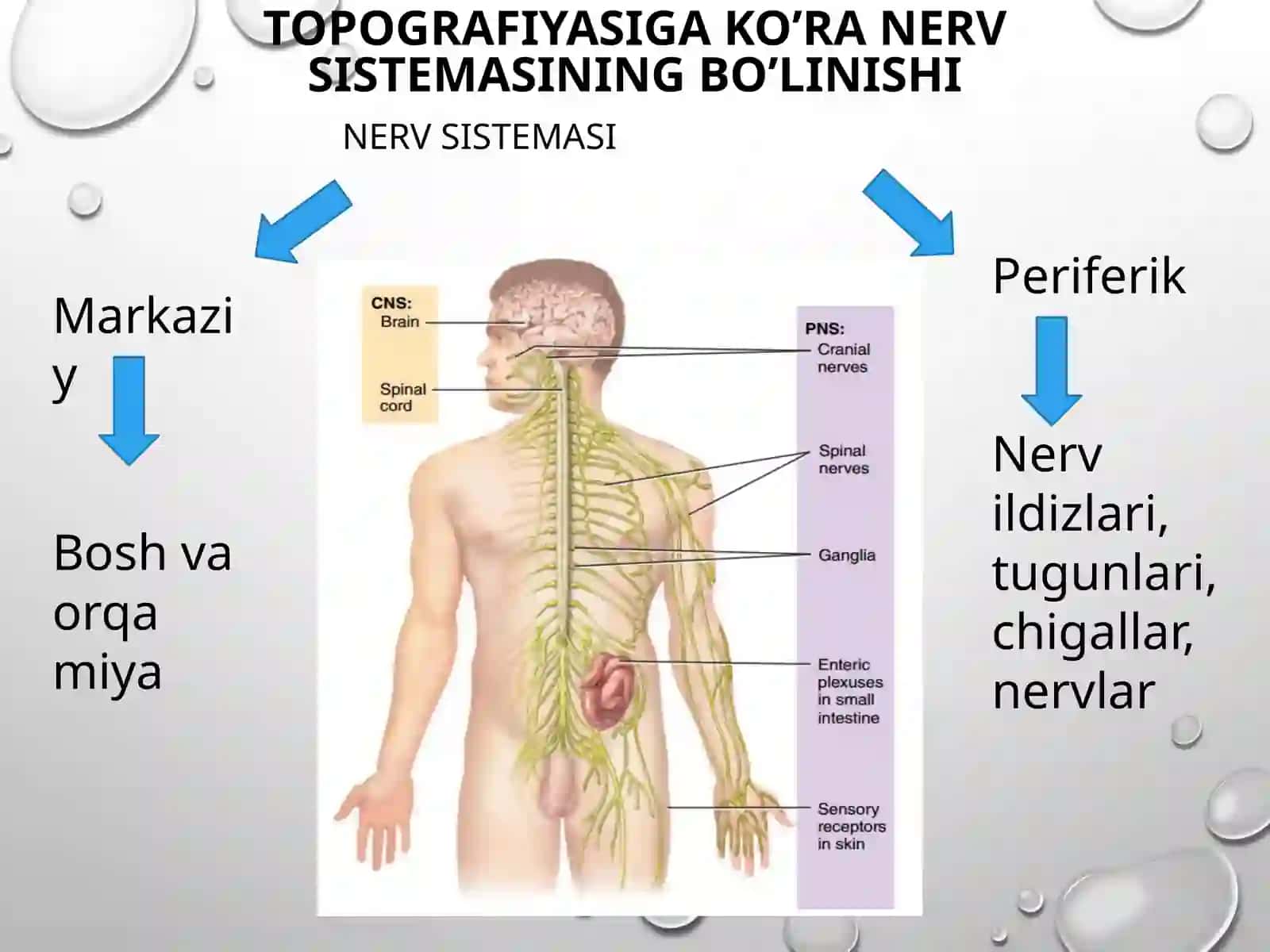 Bosh miya va orqa miya nervlari 3