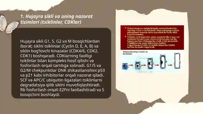 Hujayraning o'sishi, ixtisoslashuvi o'rganish. Hujayraning qarishi va o'lishi mexanizmni o'rganish 3