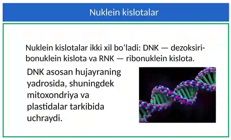 Nuklein kislotalar. Nukleotidlar. DNK 3