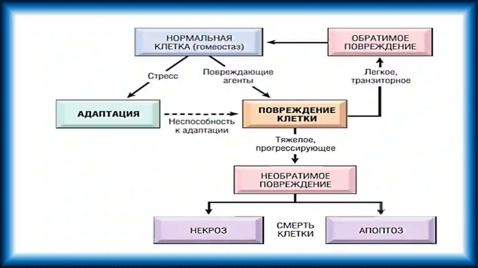НЕКРОЗ. АПОПТОЗ. КЛИНИКО-АНАТОМИЧЕСКИЕ ФОРМЫ. СМЕРТЬ. ПРИЗНАКИ СМЕРТИ. ХАРАКТЕРНЫЕ ОСОБЕННОСТИ У ДЕТЕЙ 3