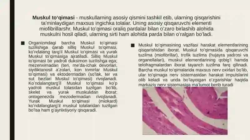 Yosh anatomiyasi, fiziologiyasi va gigiyenasida mushaklarning rivojlanishi 3