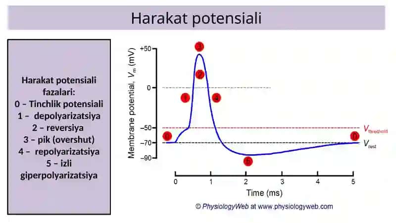 Fiziologiya (Membrana potensiali, Nerv tolasi) 3