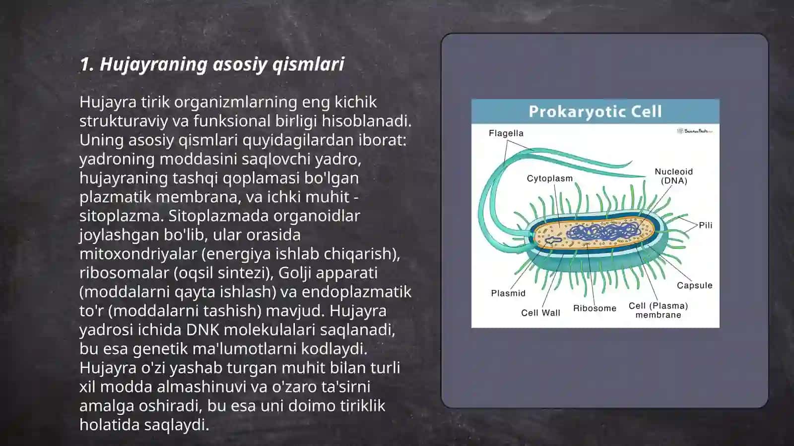 Hujayra va uning tuzilishi 3
