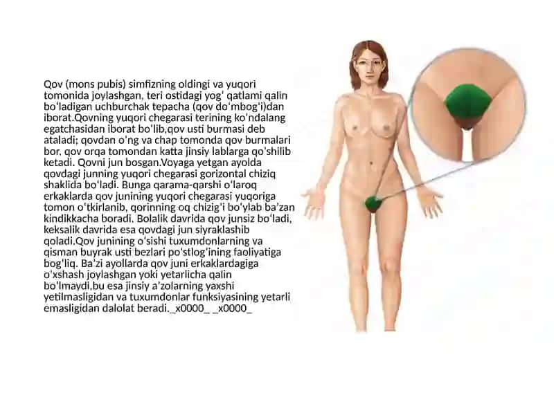 Ayollar jinsiy organlari klinik anatomiyasi 3
