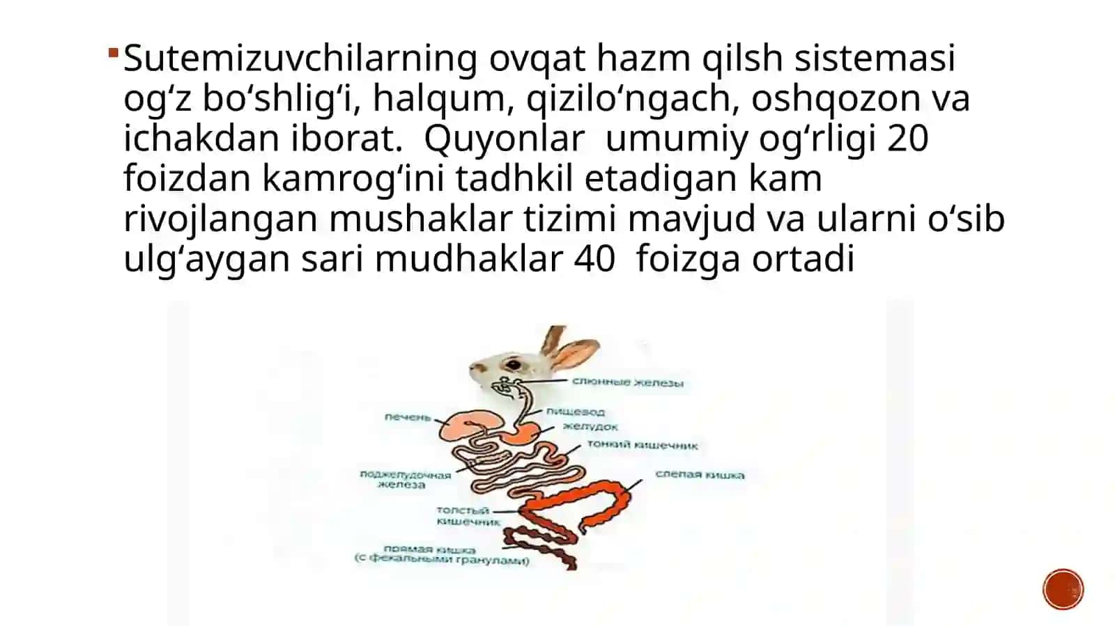 Sutemizuvchilar sinfi 3