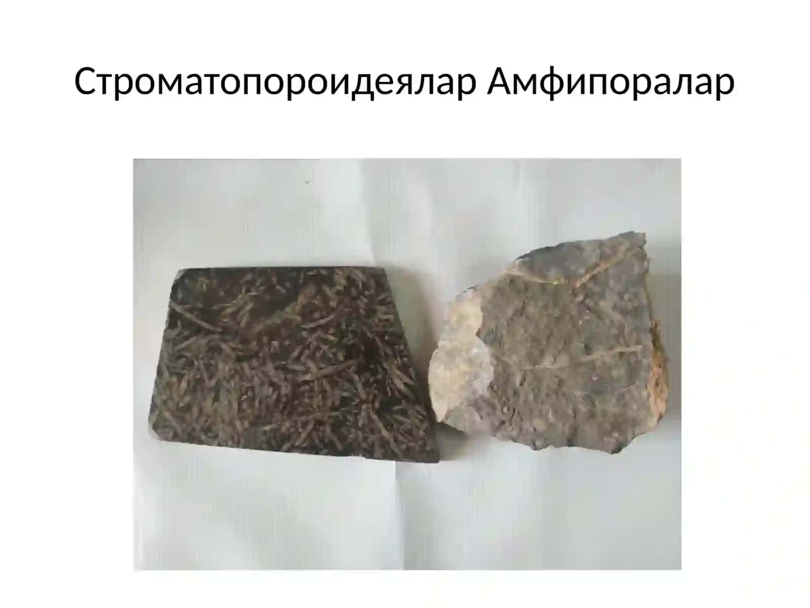 Палеонтология фанидан амалиёт 3