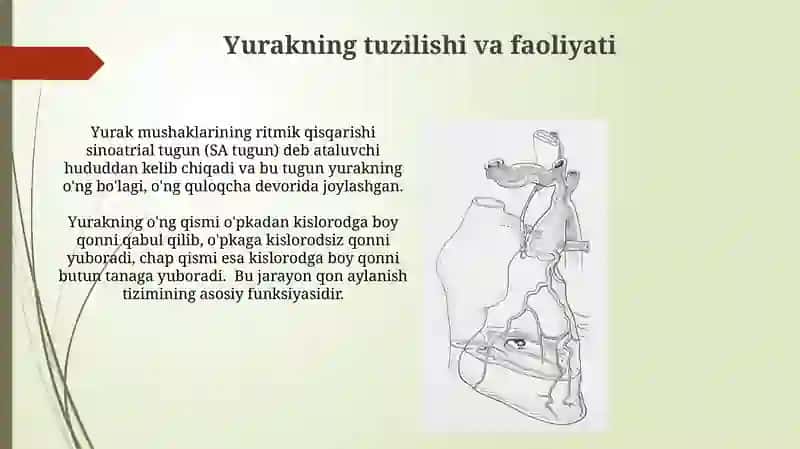Yurak-qon tomir tizimi 3