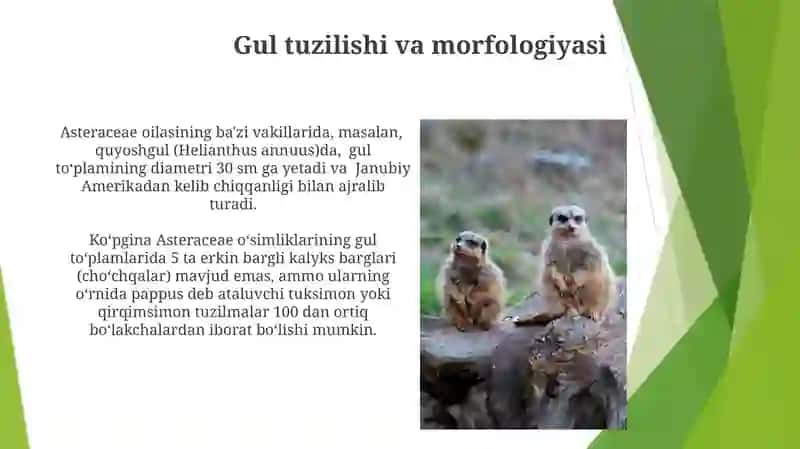 Asteraceae oilasi va uning xususiyatlari 3