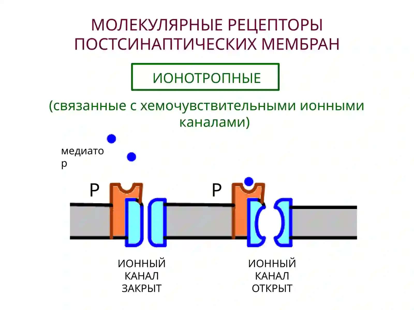 НЕЙРОМЕДИАТОРЫ 3