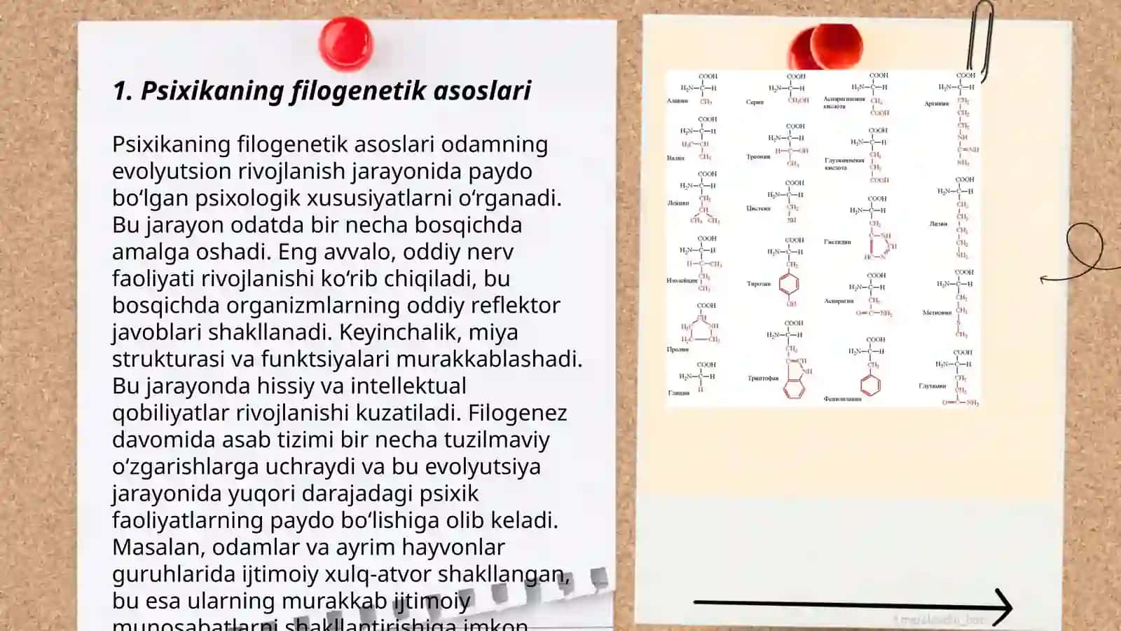 Psixika va ongning filogenetik taraqqiyoti 3
