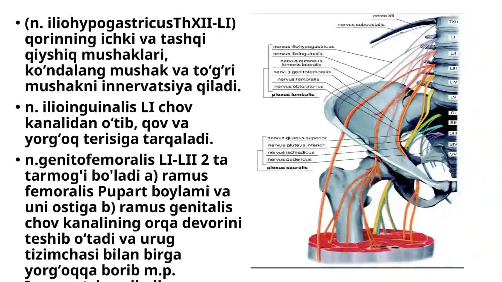 Bel va dumgʻaza chigallari: hosil boʻlishi, topografiyasi, tarmoqlari va innervatsiya sohalari. Oyoq terisining innervatsiyasi 3