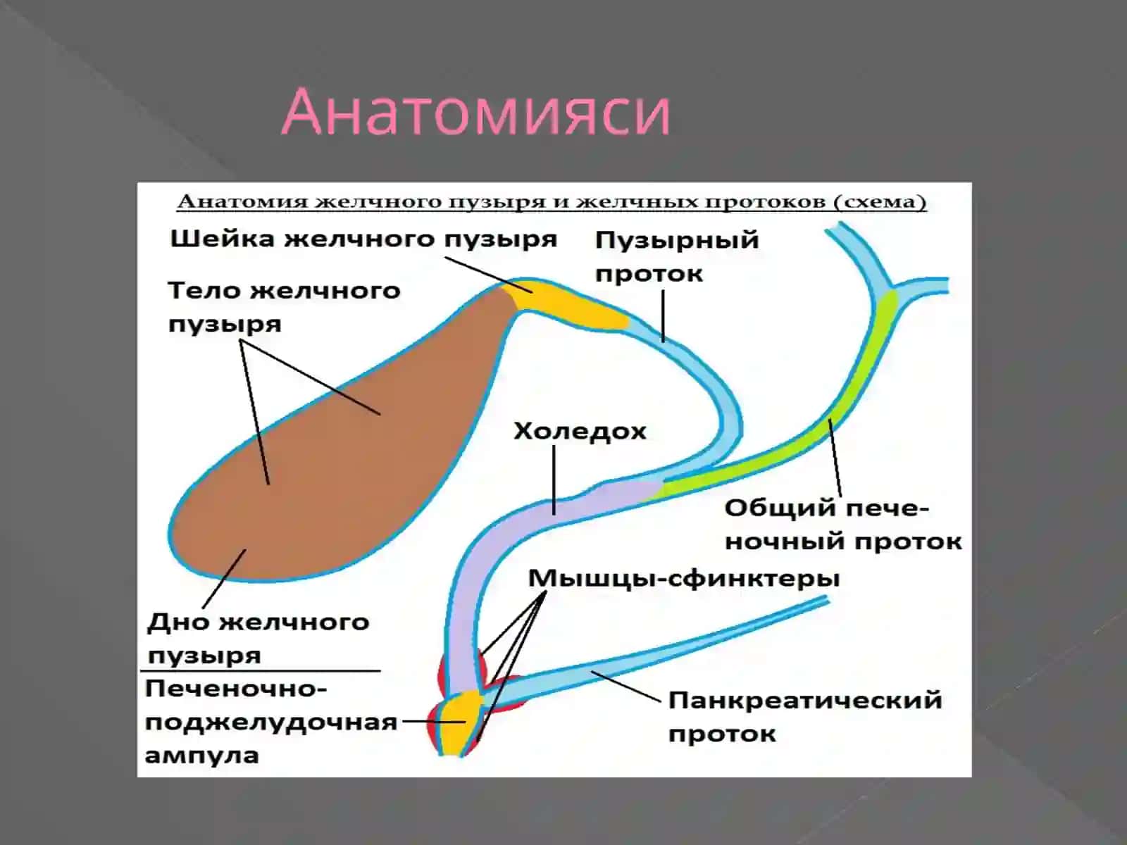Ўтйўлларни ултратовуш текшируви технологияси. Ўт пуфаги, ўт йўлларни ноосмакасалликларини ултратовуш ташхиси 3