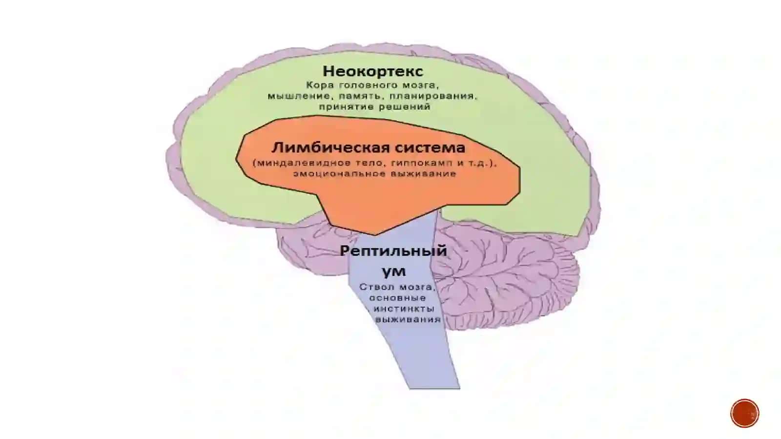 LIMBIK TIZIM-Mental va emosiyal so’g’liq kalitidir 3