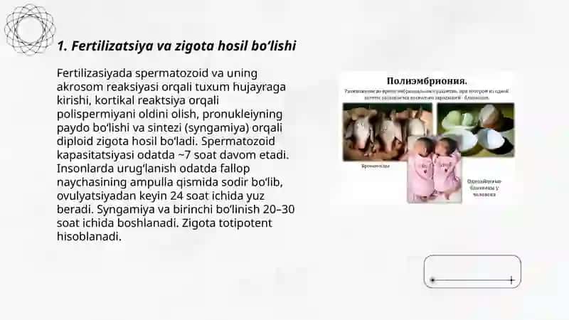 Embrional taraqqiyotning dastlabki taraqqiyot bosqichlari 3