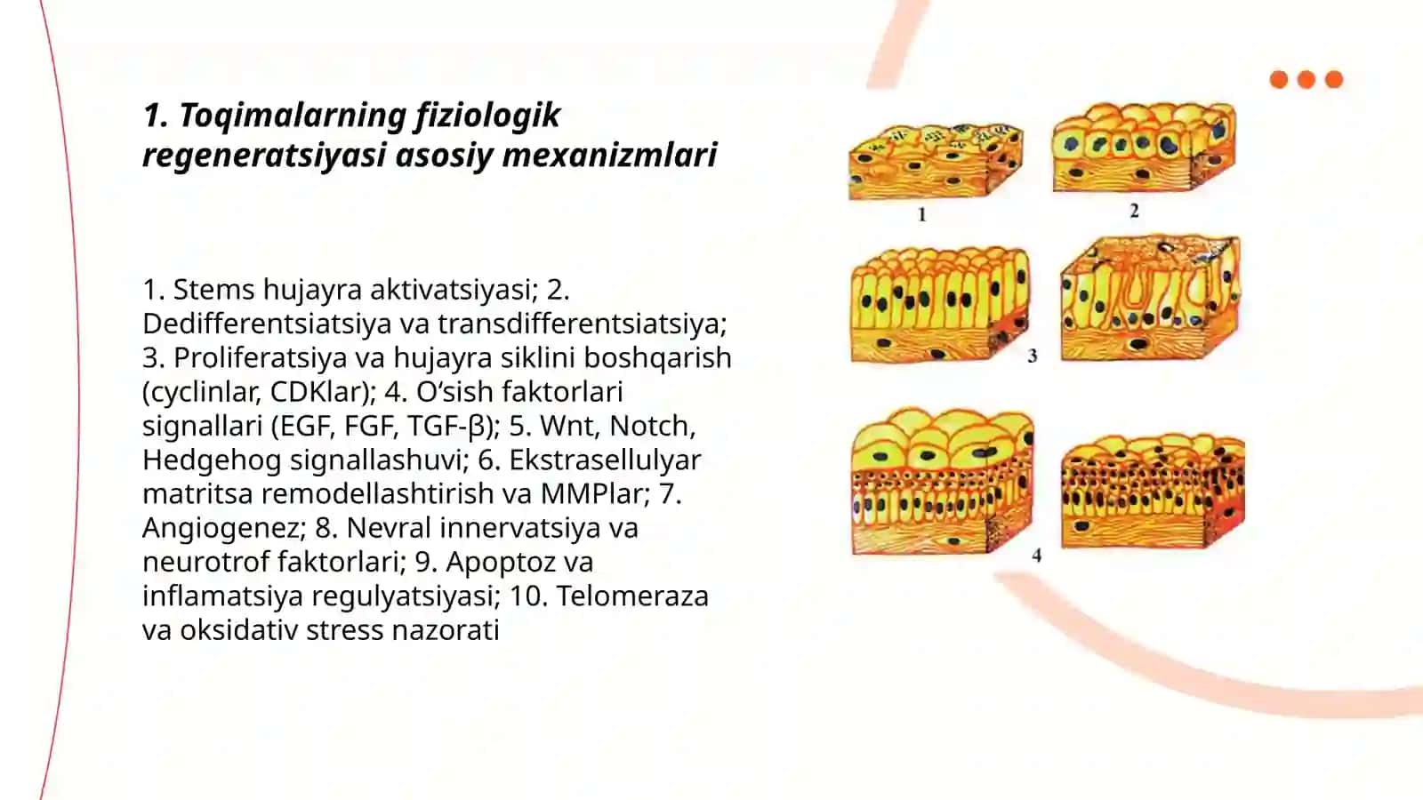 Toqimalarning fiziologik Va reprativ regeneratsiyasi toqimalar ozgaruvchanligi chegaralari 3