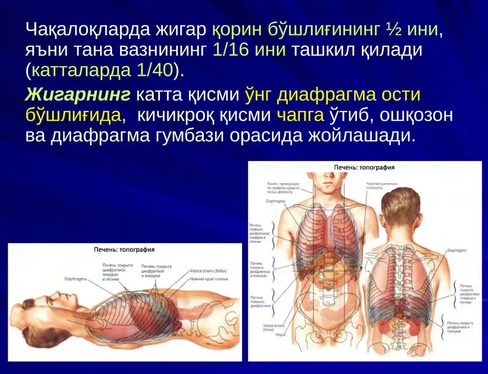 ЖИГАР, БИЛИАР ТИЗИМ ва ОШҚОЗОН ОСТИ БЕЗИ ЖАРРОҲЛИК АНАТОМИЯСИ 3