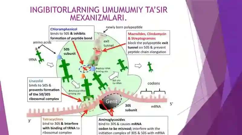 Oqsil biosintezi ingibitorlari 3