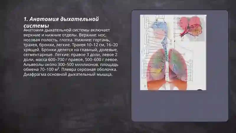 дыхателрая система 3