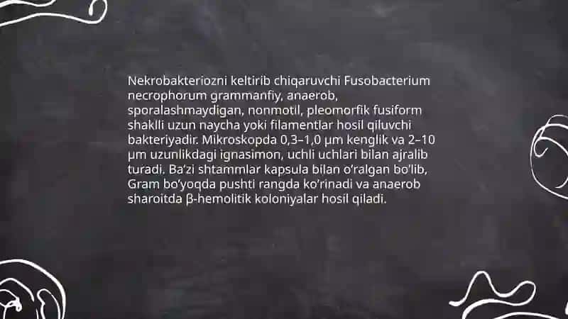 Nekrobakterioz qoʻzgʻatuvchisi va labaratoriya diagnozi 3