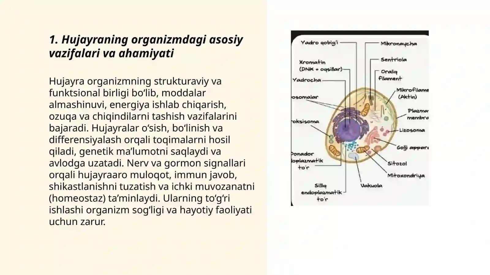 Hujayra va toqimalarning organizm uchun ahamiyati 3