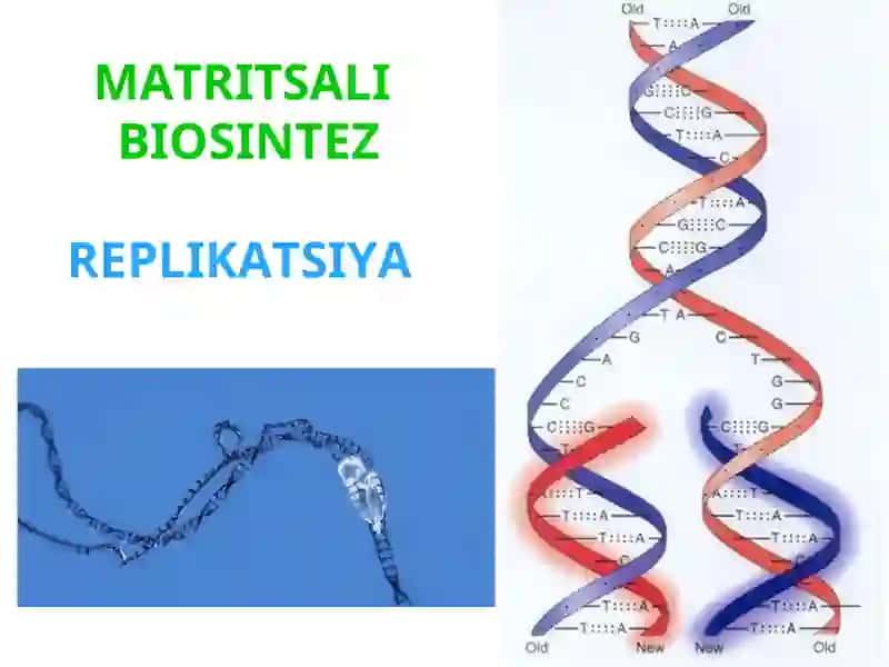 MATRITSALI BIOSINTEZLAR 3