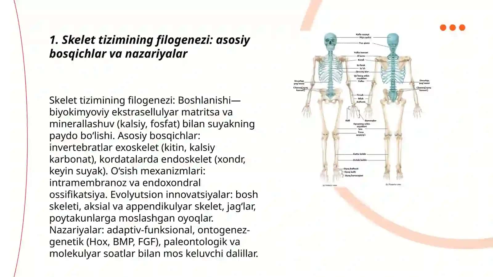 Skelet tizimi filogenezi va buzilishlari 3