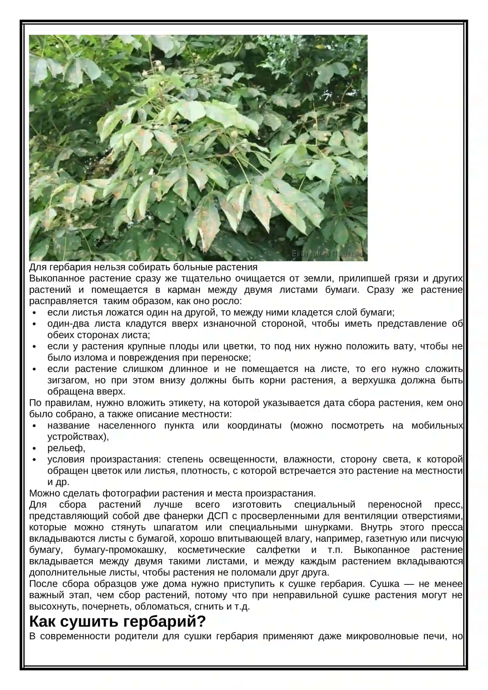 Приготовление гербарии 3