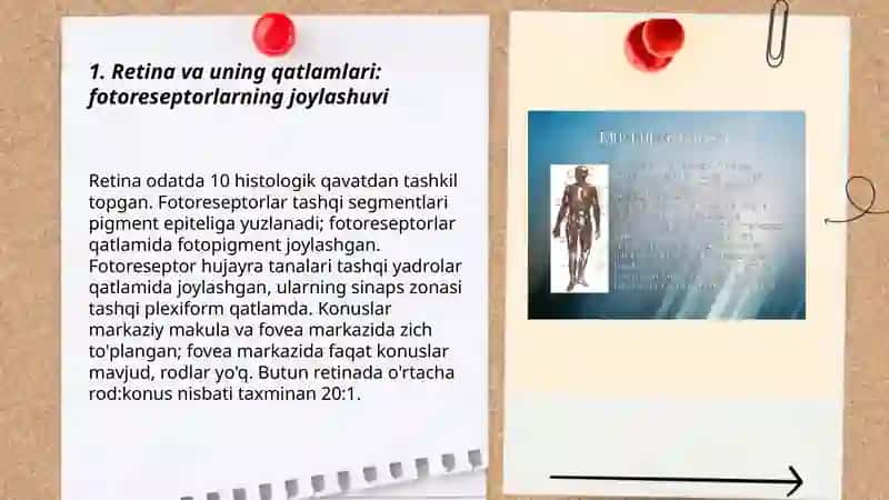 Fotoretsepsiyaning morfologik asoslari 3
