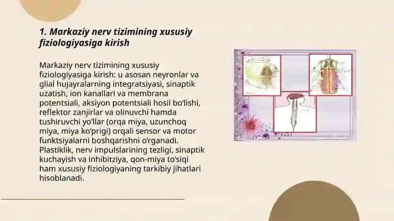 Markaziy nerv tizimining xususiy fiziologiyasi 3