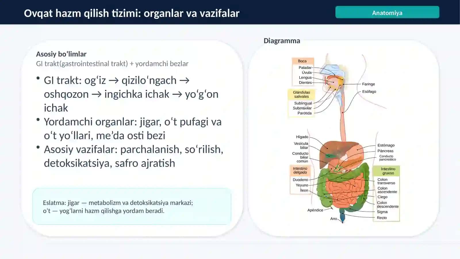 Ovqat hazm qilish a’zolari, Jigar va o‘t yo‘llari kasalliklari 3