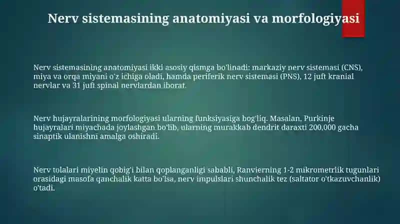 Novda tizimi: anatomiyasi, morfologiyasi va biologik xususiyatlari 3