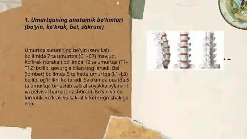Umurtqa 3
