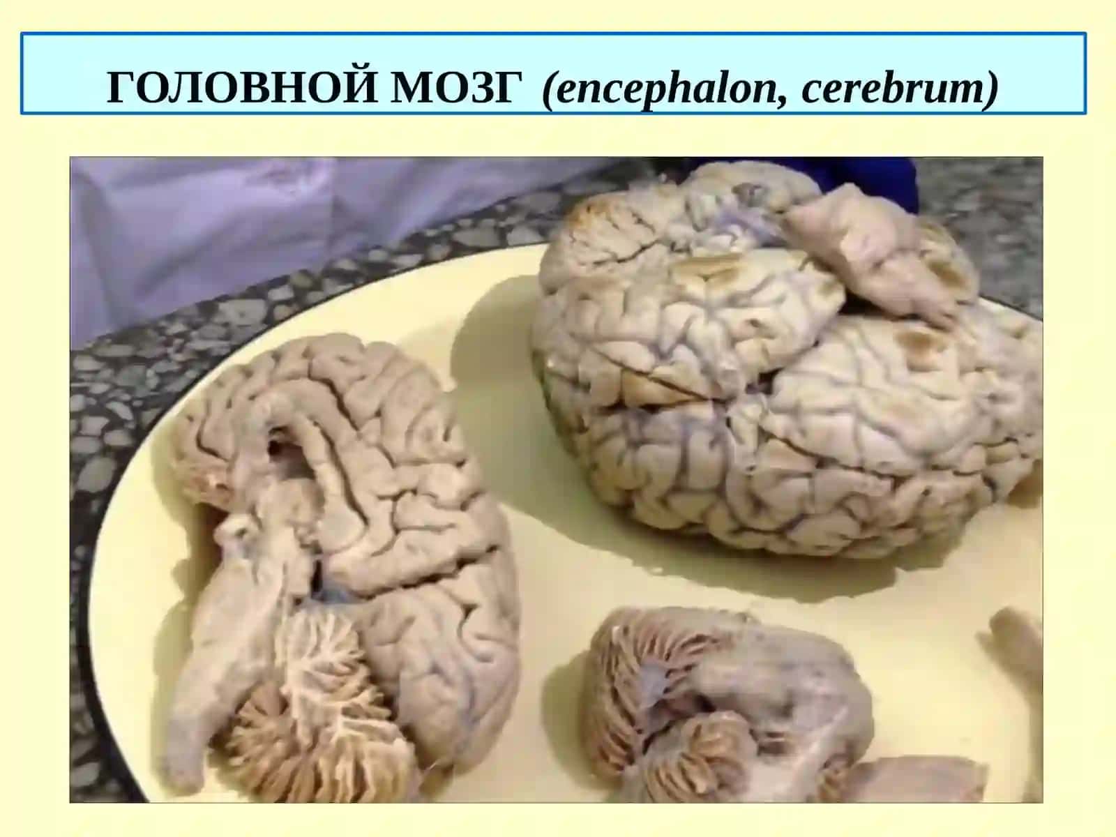 ГОЛОВНОЙ МОЗГ 3