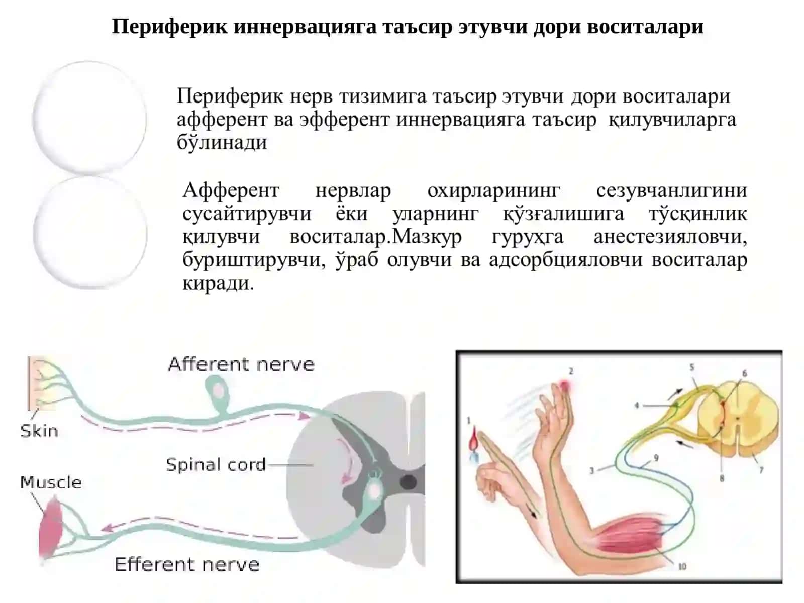 Афферент иннервацияга таъсир этувчи дори воситалар 3