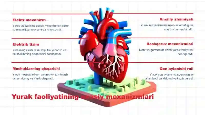 Yurak faoliyatini boshgarilishi mexanizmlari 3