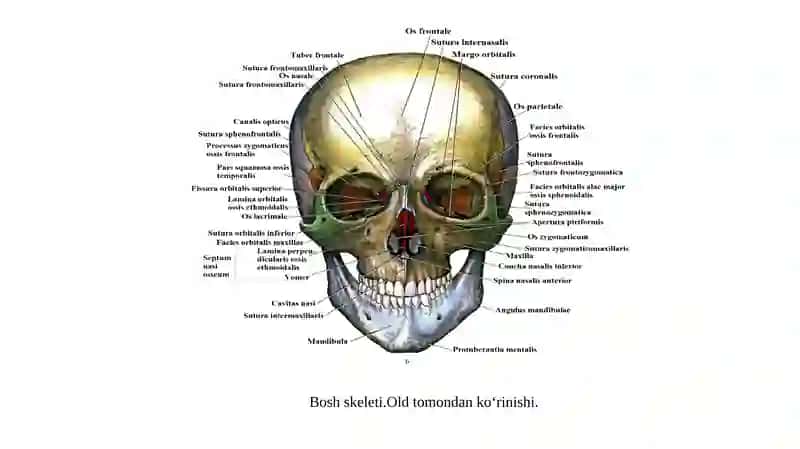 Boshskeleti 3