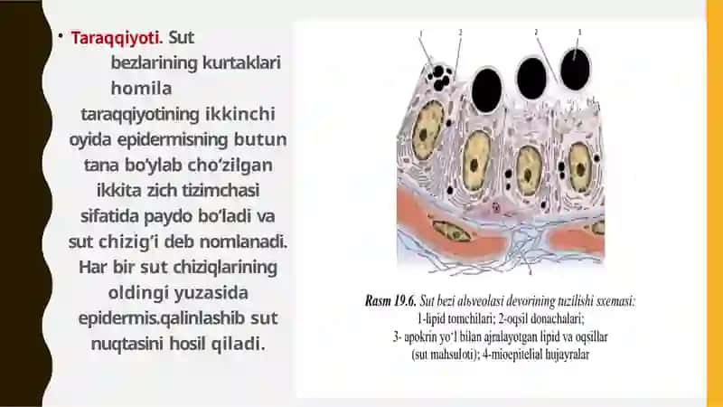 sut bezlari gistogenezi va gistofiziologiyasi 3
