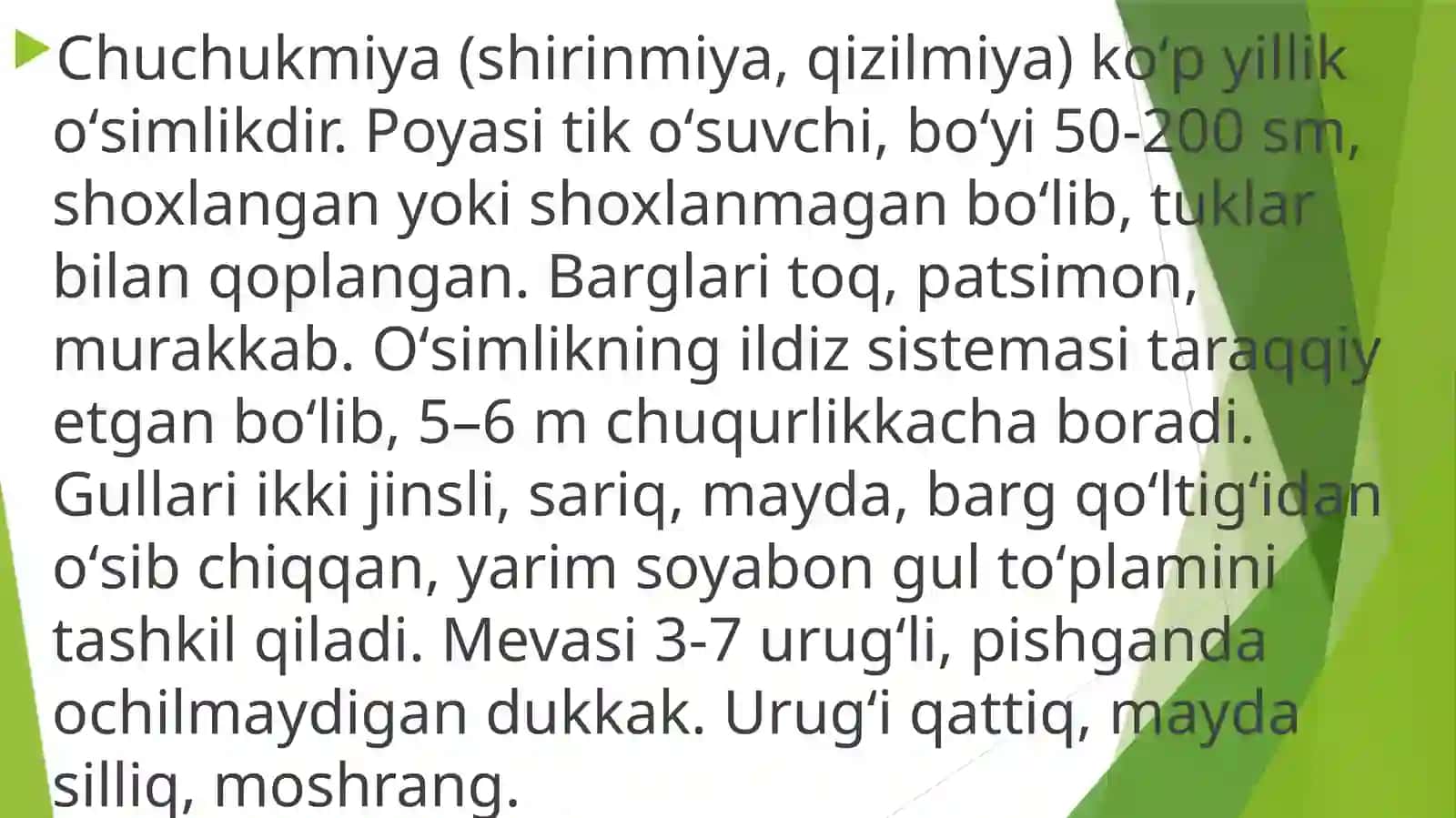 Shirinmiya-(Chuchukmiya), (Solodkagoloya)GlyeyrrhizaglabraL.o’simliginiurug’chiligivako’chatchiligitaxlili 3
