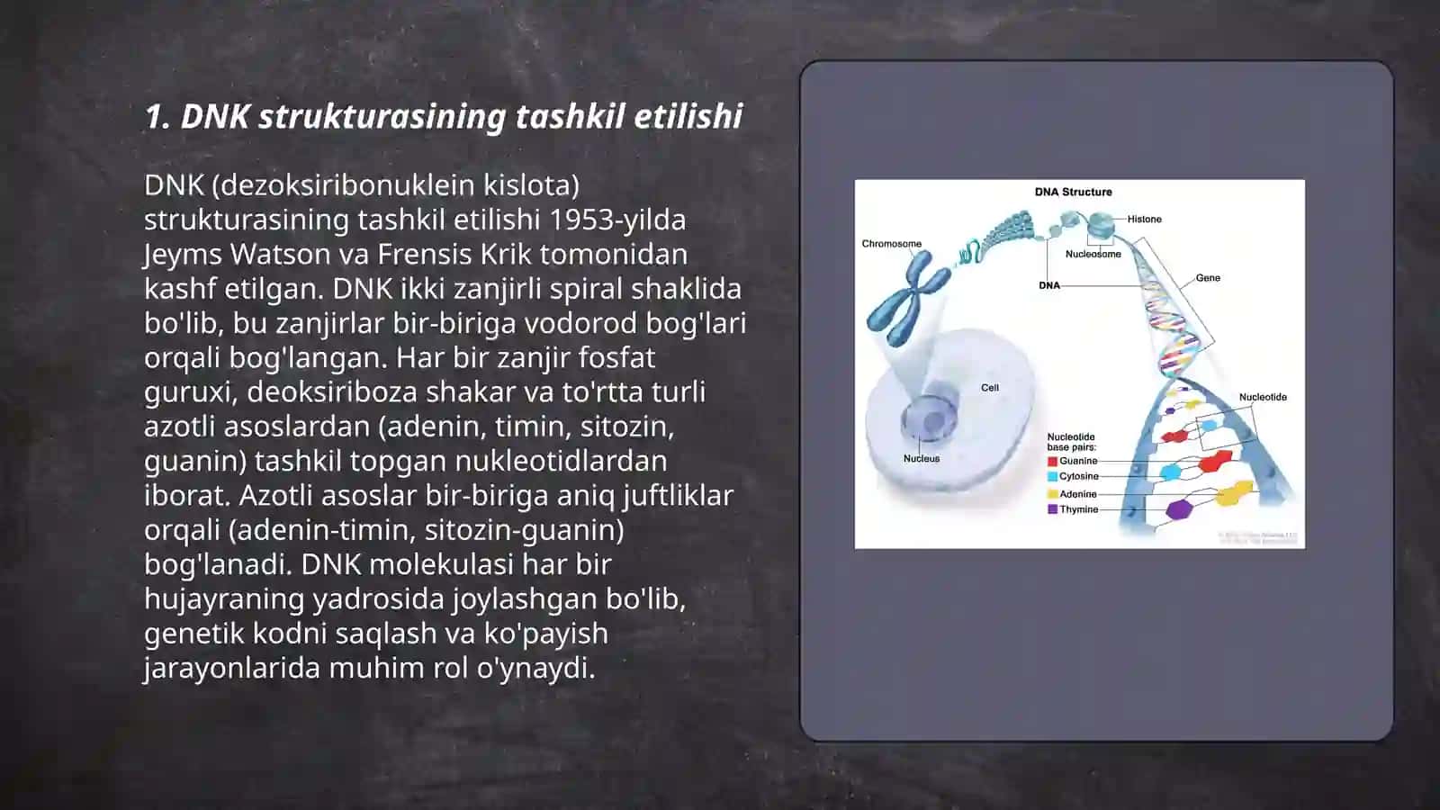 Eukariotlarni genetik materiallarining taxlanish saviyalari 3