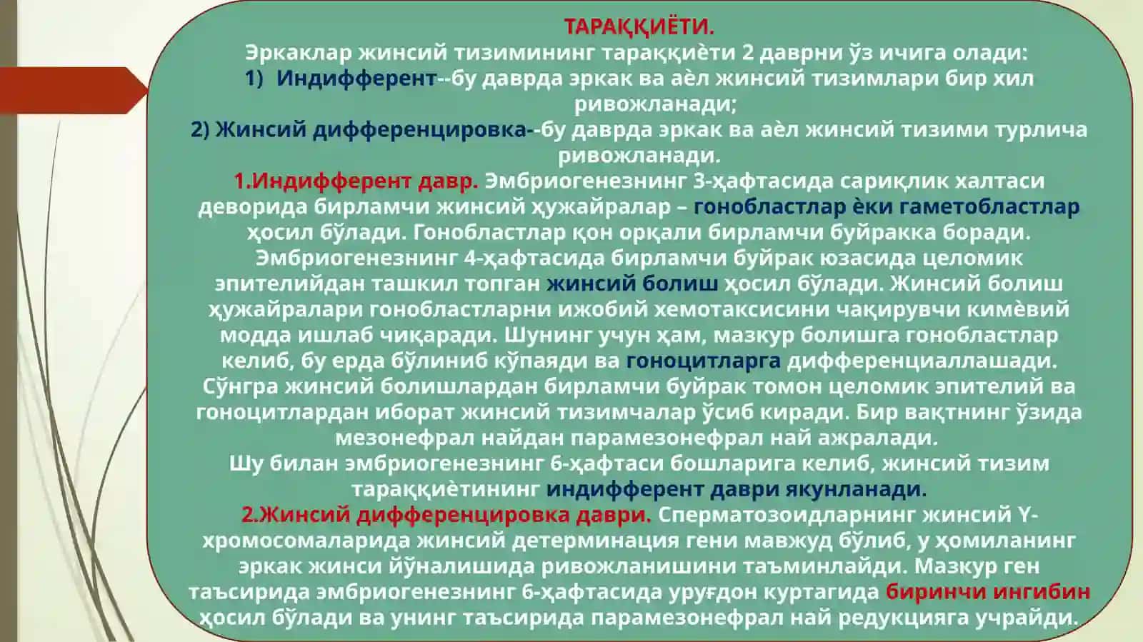 ЭРКАКЛАР ЖИНСИЙ АЪЗОЛАРИНИ ГИСТОЛОГИК ТУЗИЛИШИ 3